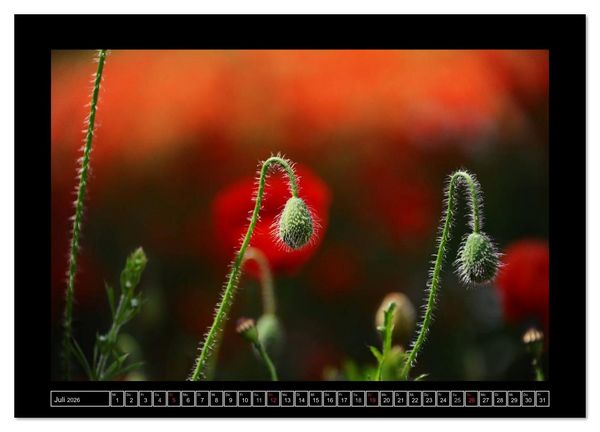 Produktbild: Roter Mohn, bunte Wiesen (Wandkalender 2026 DIN A4 quer), CALVENDO Monatskalender