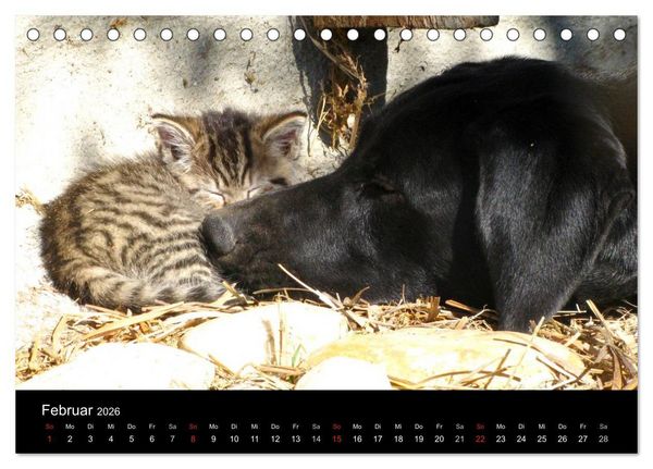 Produktbild: Der schwarze Hund und seine Freunde (Tischkalender 2026 DIN A5 quer), CALVENDO Monatskalender