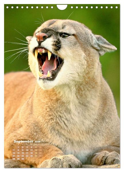 Produktbild: Raubkatzen: Die J&auml;ger auf leisen Pfoten (Wandkalender 2026 DIN A4 hoch), CALVENDO Monatskalender