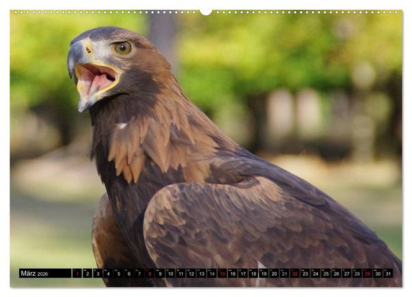 Produktbild: Greifv&ouml;gel (hochwertiger Premium Wandkalender 2026 DIN A2 quer), Kunstdruck in Hochglanz