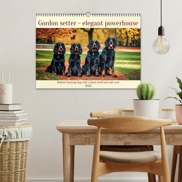 Produktbild: Gordon Setter - elegant powerhouse (Wall Calendar 2026 DIN A3 landscape), CALVENDO 12 Month Wall Calendar