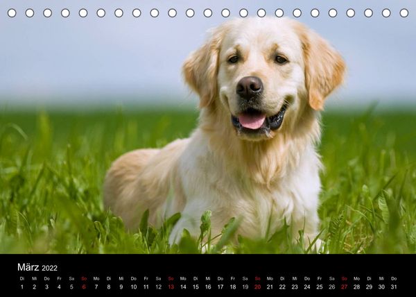 Produktbild: Rasse ist Klasse (Tischkalender 2022 DIN A5 quer)