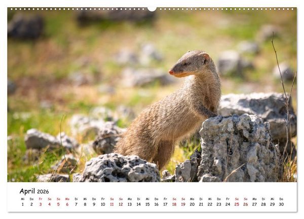 Produktbild: Afrikas kleine Stars (Wandkalender 2026 DIN A2 quer), CALVENDO Monatskalender