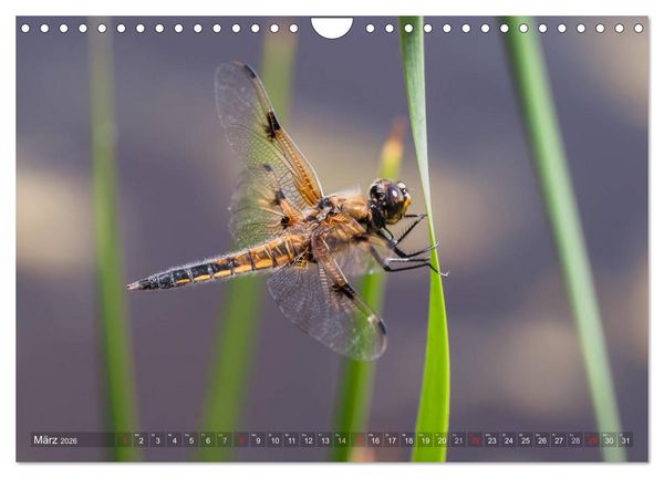 Produktbild: Libellen - Fliegende Edelsteine (Wandkalender 2026 DIN A4 quer), CALVENDO Monatskalender