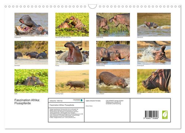 Produktbild: Faszination Afrika: Flusspferde (Wandkalender 2026 DIN A3 quer), CALVENDO Monatskalender