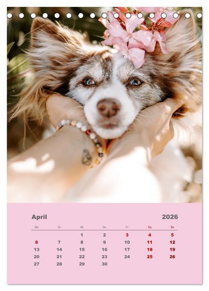 Produktbild: Du und ich - Dreamteamfotografie - Mensch und Hund (Tischkalender 2026 DIN A5 hoch), CALVENDO Monatskalender