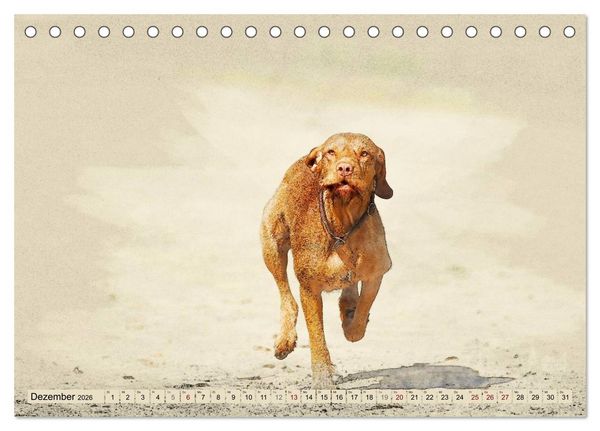 Produktbild: Magyar Vizsla 2026 (Tischkalender 2026 DIN A5 quer), CALVENDO Monatskalender