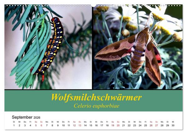 Produktbild: Zwei Leben, Raupe und Schmetterling (Wandkalender 2026 DIN A2 quer), CALVENDO Monatskalender