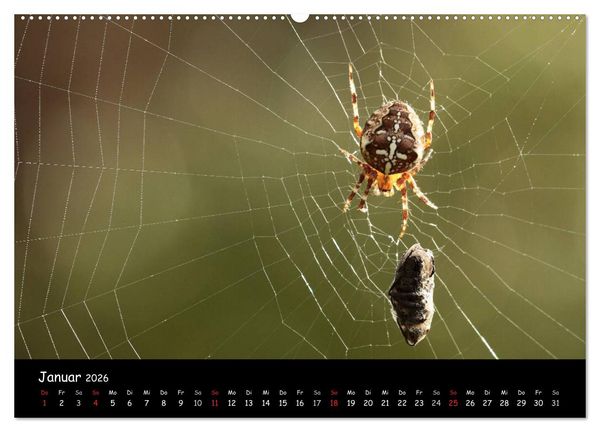 Produktbild: Heimische Spinnen (hochwertiger Premium Wandkalender 2026 DIN A2 quer), Kunstdruck in Hochglanz