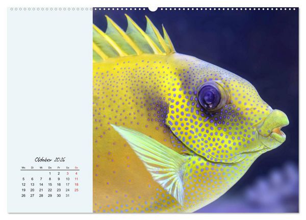Produktbild: Salzwasseraquarium. Meeresfische im heimischen Wohnzimmer (Wandkalender 2026 DIN A2 quer), CALVENDO Monatskalender