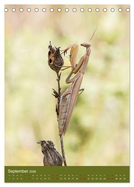 Produktbild: Die Gottesanbeterin. R&auml;uber der Insektenwelt. (Tischkalender 2026 DIN A5 hoch), CALVENDO Monatskalender