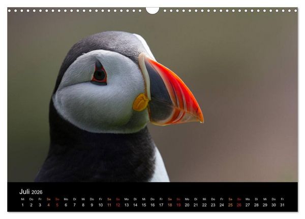 Produktbild: Welt der Papageitaucher (Wandkalender 2026 DIN A3 quer), CALVENDO Monatskalender