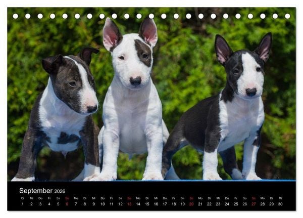 Produktbild: Welpen 2026 (Tischkalender 2026 DIN A5 quer), CALVENDO Monatskalender