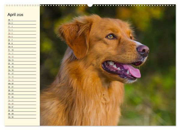 Produktbild: Toll, toll, Toller (Wandkalender 2026 DIN A2 quer), CALVENDO Monatskalender