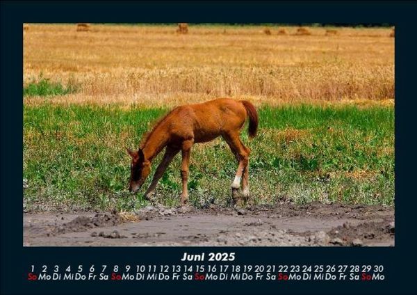 Produktbild: Pferdegefl&uuml;ster 2025 Fotokalender DIN A5