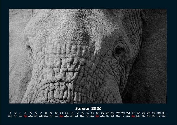 Produktbild: Elefanten - Die sanften Riesen Afrikas 2026 Fotokalender DIN A4