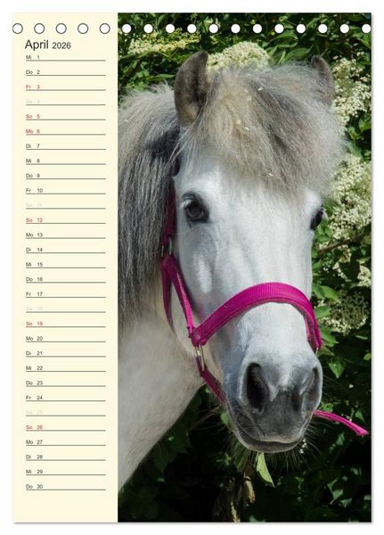 Produktbild: Islandpferde Geburtstagskalender (Tischkalender 2026 DIN A5 hoch), CALVENDO Monatskalender