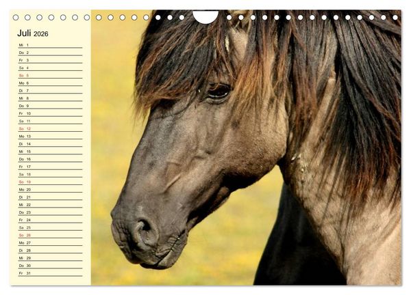 Produktbild: Ponys. Herzensbrecher mit Grips (Wandkalender 2026 DIN A4 quer), CALVENDO Monatskalender