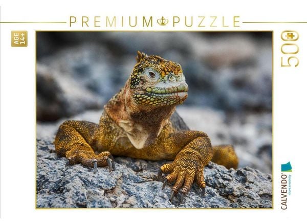 CALVENDO Puzzle Gelber Leguan auf Galapagos | 500 Teile Lege-Größe 48 × 36 cm Foto-Puzzle für Erwachsene