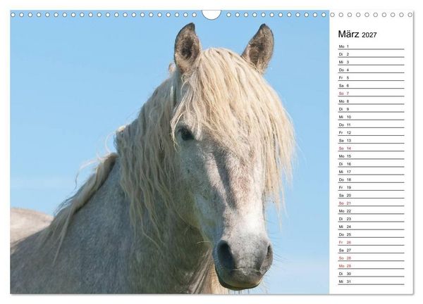 Produktbild: Pferde der Camargue &ndash; Schimmel im Rh&ocirc;nedelta (Wandkalender 2027 DIN A3 quer), CALVENDO Monatskalender