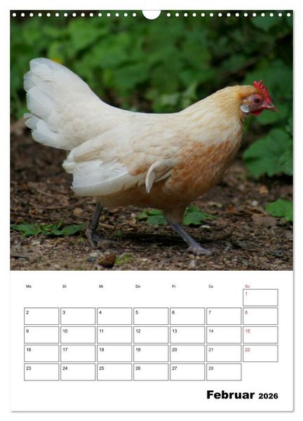 Produktbild: H&uuml;hner Terminplaner (Wandkalender 2026 DIN A3 hoch), CALVENDO Monatskalender