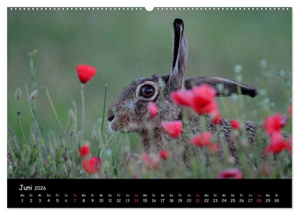 Produktbild: Naturjuwelen - Neusiedler See (Wandkalender 2026 DIN A2 quer), CALVENDO Monatskalender