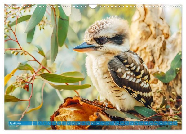 Produktbild: Der Kookaburra - Im australischen Busch mit dem lachenden Hans (Wandkalender 2026 DIN A3 quer), CALVENDO Monatskalender
