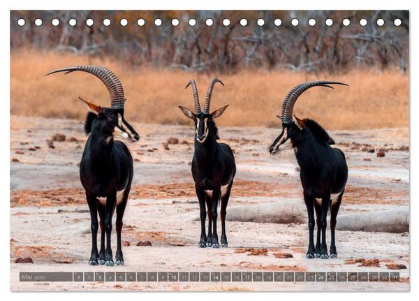 Produktbild: Botswana &ndash; Landschaft und Tierwelt (Tischkalender 2026 DIN A5 quer), CALVENDO Monatskalender