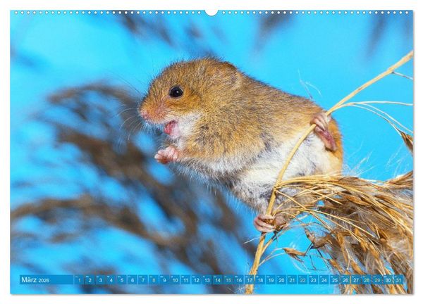 Produktbild: Zauberhafte M&auml;use: Von wegen nur Grau (Wandkalender 2026 DIN A2 quer), CALVENDO Monatskalender