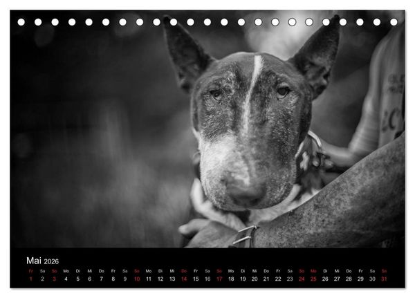 Produktbild: Bullterrier (Tischkalender 2026 DIN A5 quer), CALVENDO Monatskalender