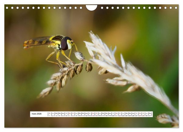 Produktbild: La vie de nos prairies - Les dipt&egrave;res (Calendrier mural 2026 DIN A4 vertical), CALVENDO calendrier mensuel