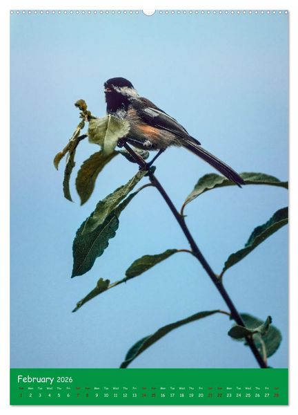 Produktbild: Our wild nature, American birds (High Quality Premium Wall Calendar 2026 DIN A2 portrait),CALVENDO 12 Month Wall Calendar