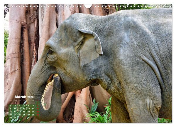 Produktbild: Gentle giants in the jungle (Wall Calendar 2026 DIN A3 landscape), CALVENDO 12 Month Wall Calendar