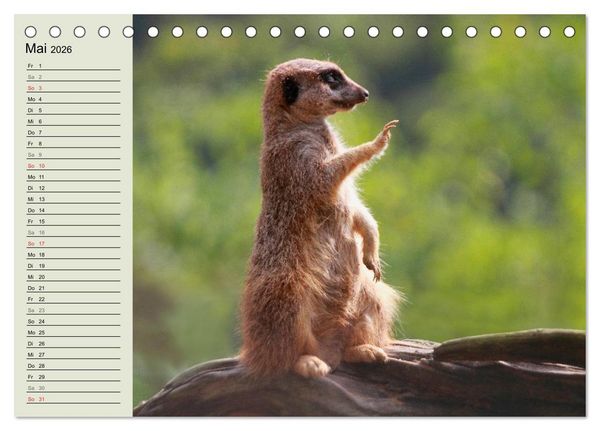 Produktbild: Erdm&auml;nnchen (Tischkalender 2026 DIN A5 quer), CALVENDO Monatskalender