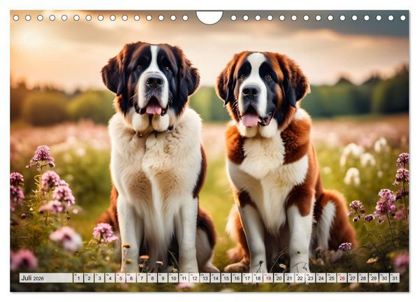 Produktbild: Gigant Bernhardiner (Wandkalender 2026 DIN A4 quer), CALVENDO Monatskalender