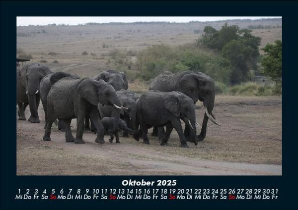 Produktbild: Der Elefantenkalender 2025 Fotokalender DIN A5