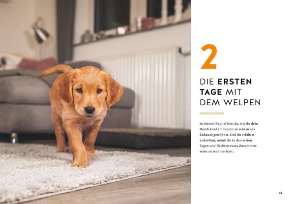 Produktbild: Der Welpen-Alltags-Helfer