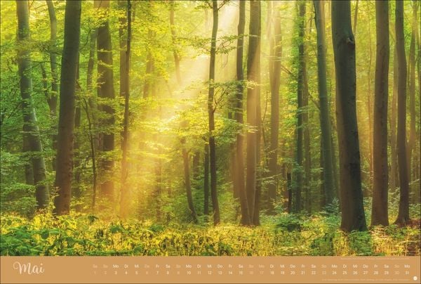 Produktbild: Zauberw&auml;lder Edition Kalender 2027