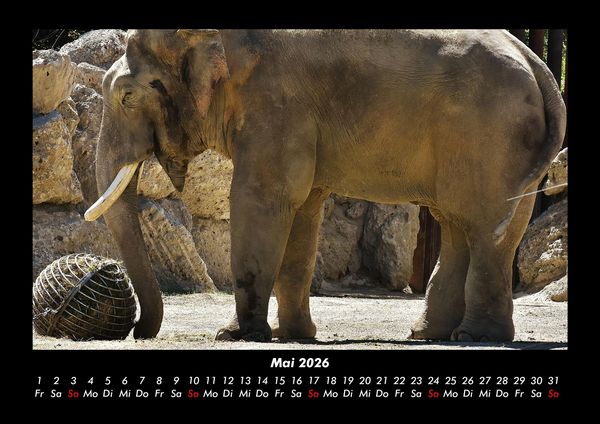 Produktbild: Elefanten - Die sanften Riesen Afrikas 2026 Fotokalender DIN A3