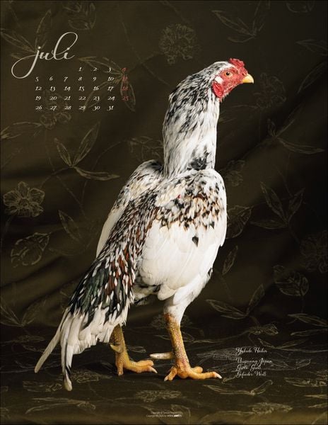 Produktbild: Pretty Chicks Kalender 2027