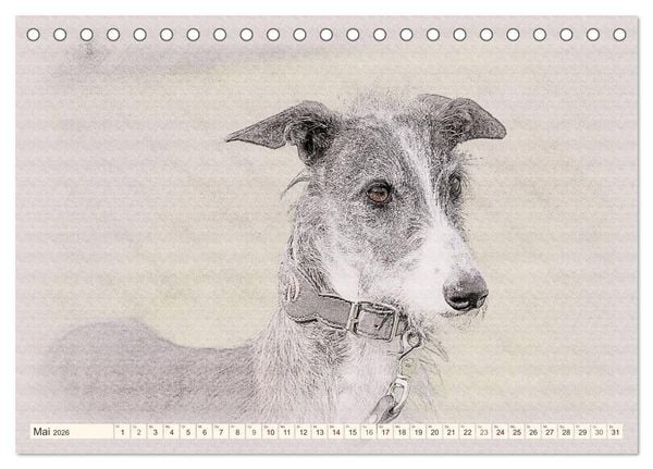 Produktbild: Windhunde 2026 (Tischkalender 2026 DIN A5 quer), CALVENDO Monatskalender