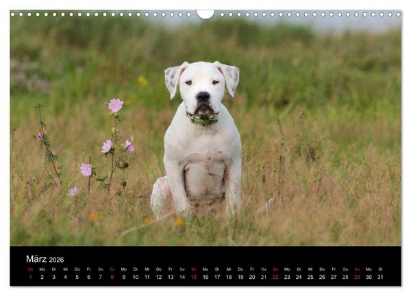 Produktbild: American Bulldog - stolz, loyal, einzigartig (Wandkalender 2026 DIN A3 quer), CALVENDO Monatskalender