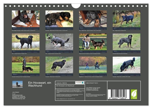 Produktbild: Ein Hovawart, ein Wachhund (Wandkalender 2026 DIN A4 quer), CALVENDO Monatskalender
