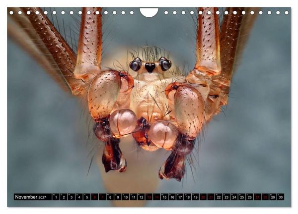 Produktbild: Faszination Makrofotografie: Spinnen (Wandkalender 2027 DIN A4 quer), CALVENDO Monatskalender