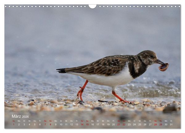 Produktbild: V&ouml;gel an Deutschlands K&uuml;sten (Wandkalender 2026 DIN A3 quer), CALVENDO Monatskalender