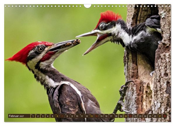 Produktbild: Tierkinder der L&uuml;fte - Vogelwelt (Wandkalender 2027 DIN A3 quer), CALVENDO Monatskalender