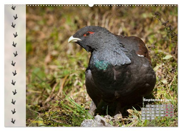 Produktbild: Tierspuren in der Natur (hochwertiger Premium Wandkalender 2026 DIN A2 quer), Kunstdruck in Hochglanz