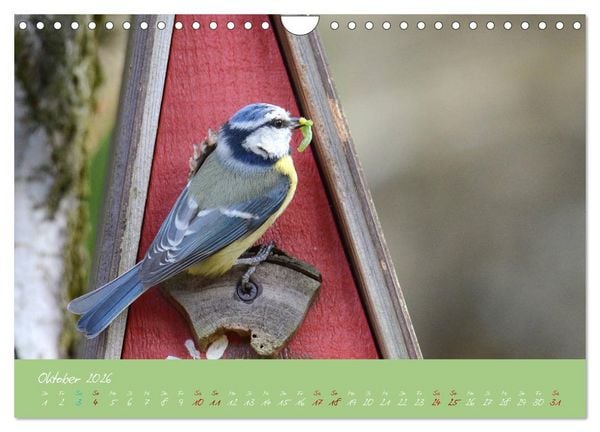 Produktbild: Die Blaumeise, Gast in unserem Garten (Wandkalender 2026 DIN A4 quer), CALVENDO Monatskalender