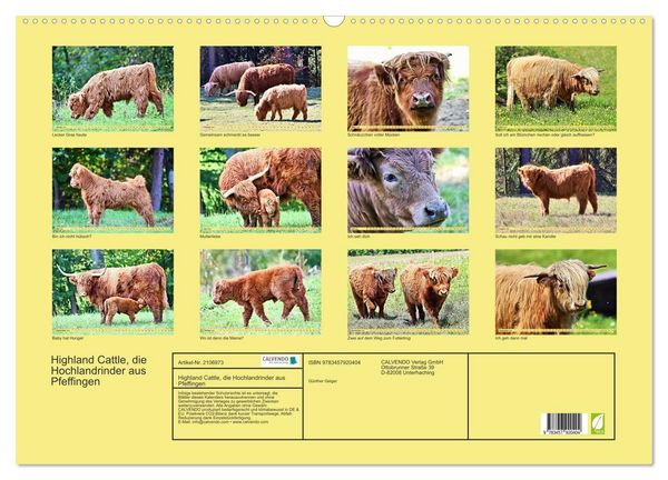 Produktbild: Highland Cattle, die Hochlandrinder aus Pfeffingen (Wandkalender 2026 DIN A2 quer), CALVENDO Monatskalender