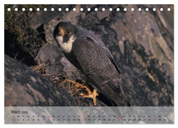 Produktbild: Falken und Greifv&ouml;gel. Edle J&auml;ger (Tischkalender 2026 DIN A5 quer), CALVENDO Monatskalender